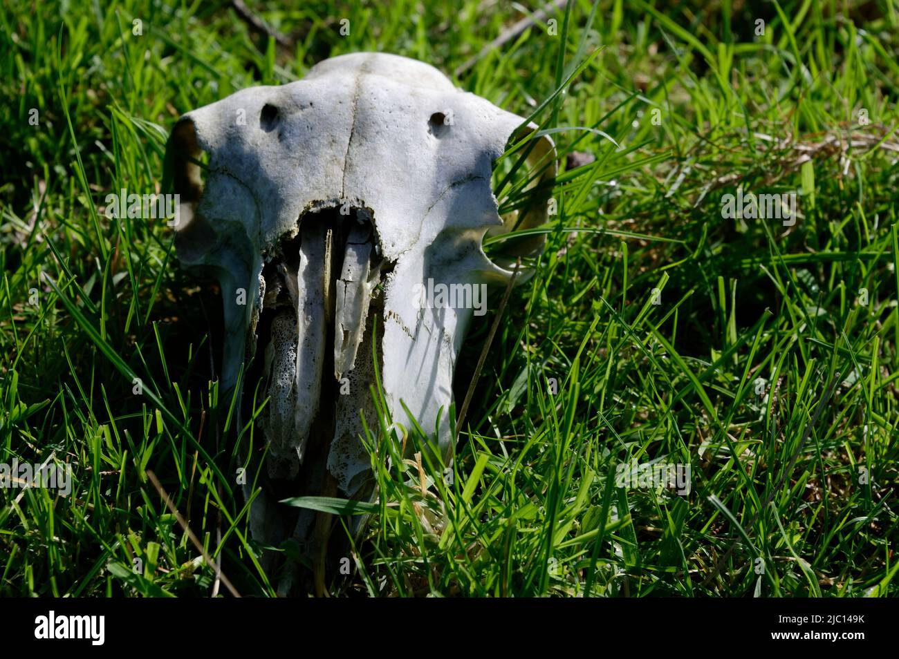 Nature reclaims, grass growing out the eye socket of a skull Stock Photo