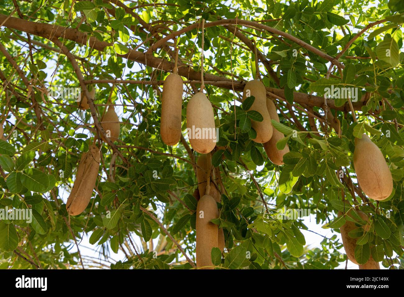 Kigelia africana – Sausage Tree – Buy seeds at