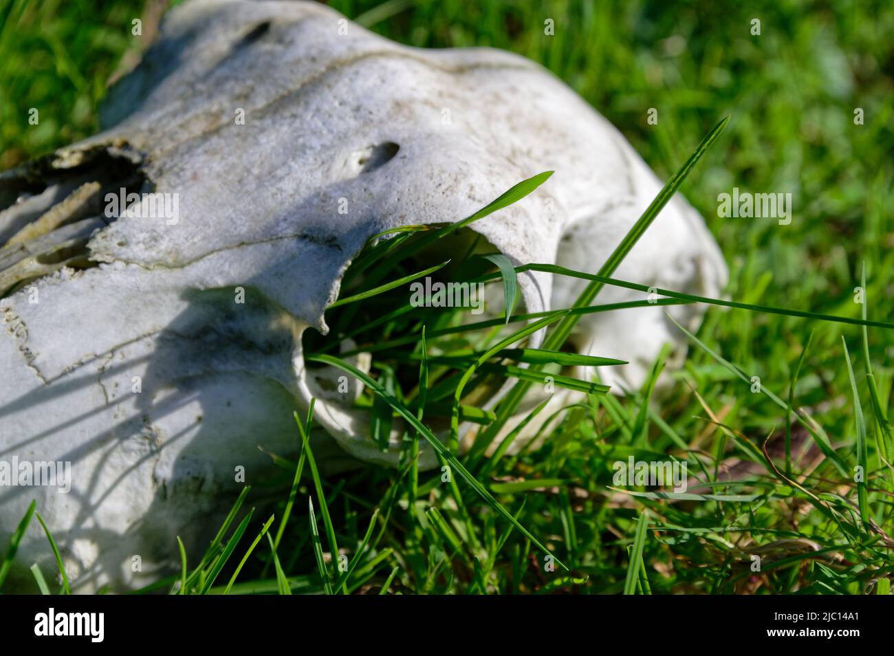 Grass is growing out of the eye socket of an animal skull demonstrating the cycle of life as the skull is broken down naturally. Stock Photo