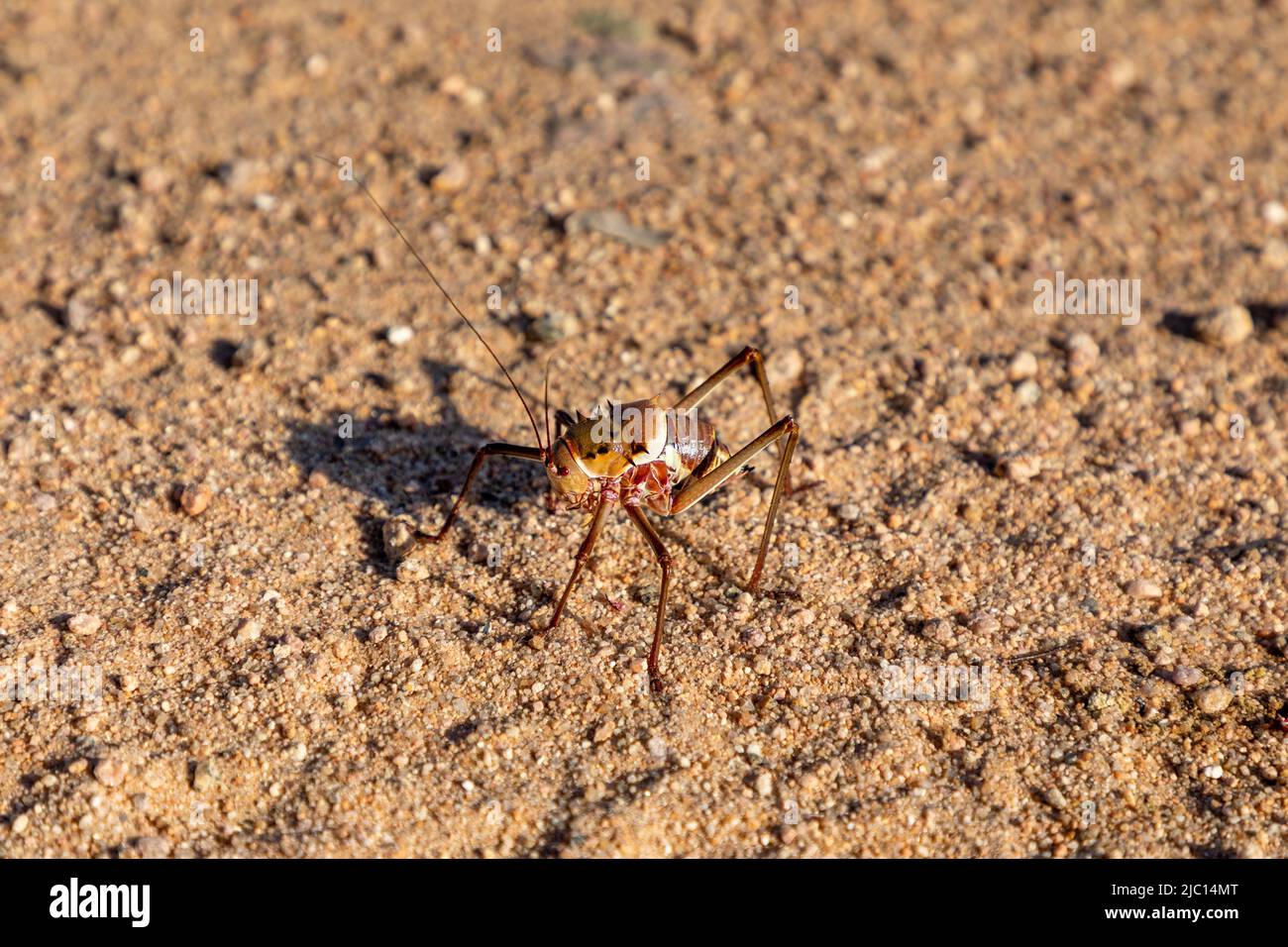 Close up Selective focus on an Armoured ground cricket, aka Corn Cricket. Scientific name: Acanthoplus discoidalis. Native to the Karoo and Kalahari Stock Photo