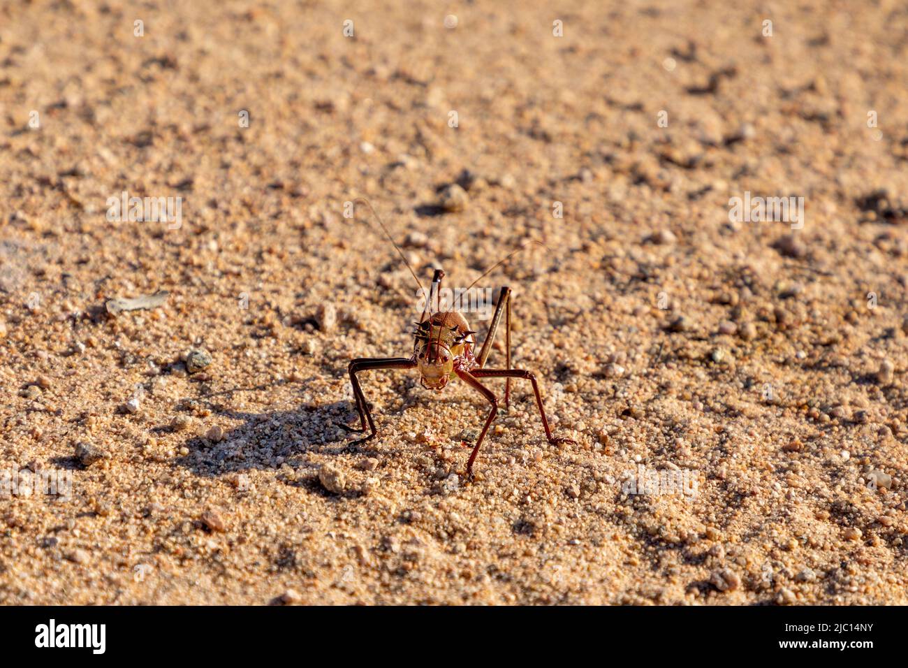 Selective focus on an Armoured ground cricket, also know as Corn Cricket. Native to the Karoo and Kalahari region of South Africa Stock Photo