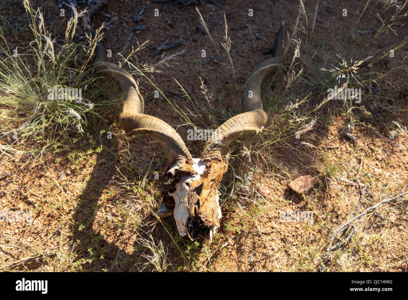The scull and horns of what was a male Kudu antelope. The kudu is native to the African Continent Stock Photo