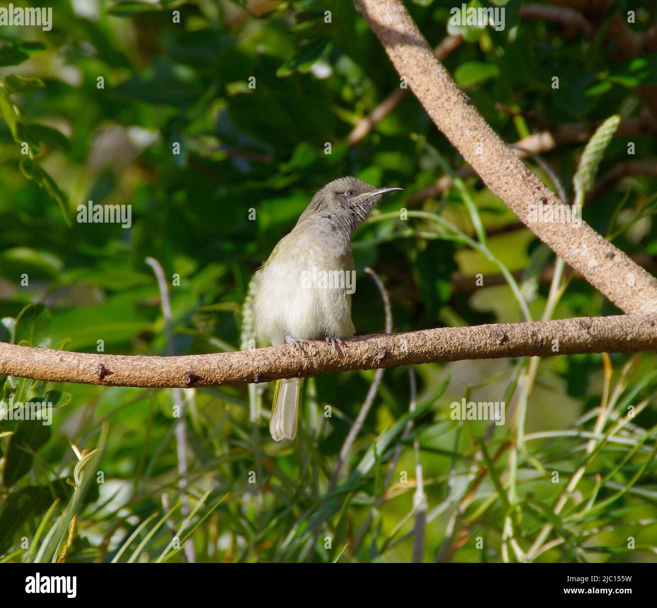 Front view of  young, native,fluffy Brown Honeyeater, lichmera indistincta, perched on branch in Australian garden in Queensland. Stock Photo