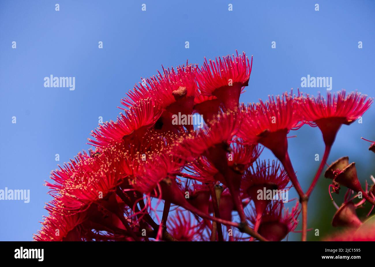 Bright pink and red flowers of Australian Red Flowering Gum, Corymbia ficifolia, against a blue sky. Queensland garden. Copy Space. Stock Photo