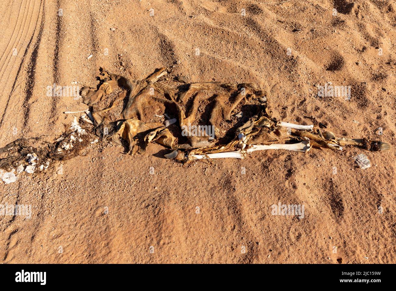 Skeleton and skin with fur remains of a dead antelope. the remains is in dry sand. Stock Photo