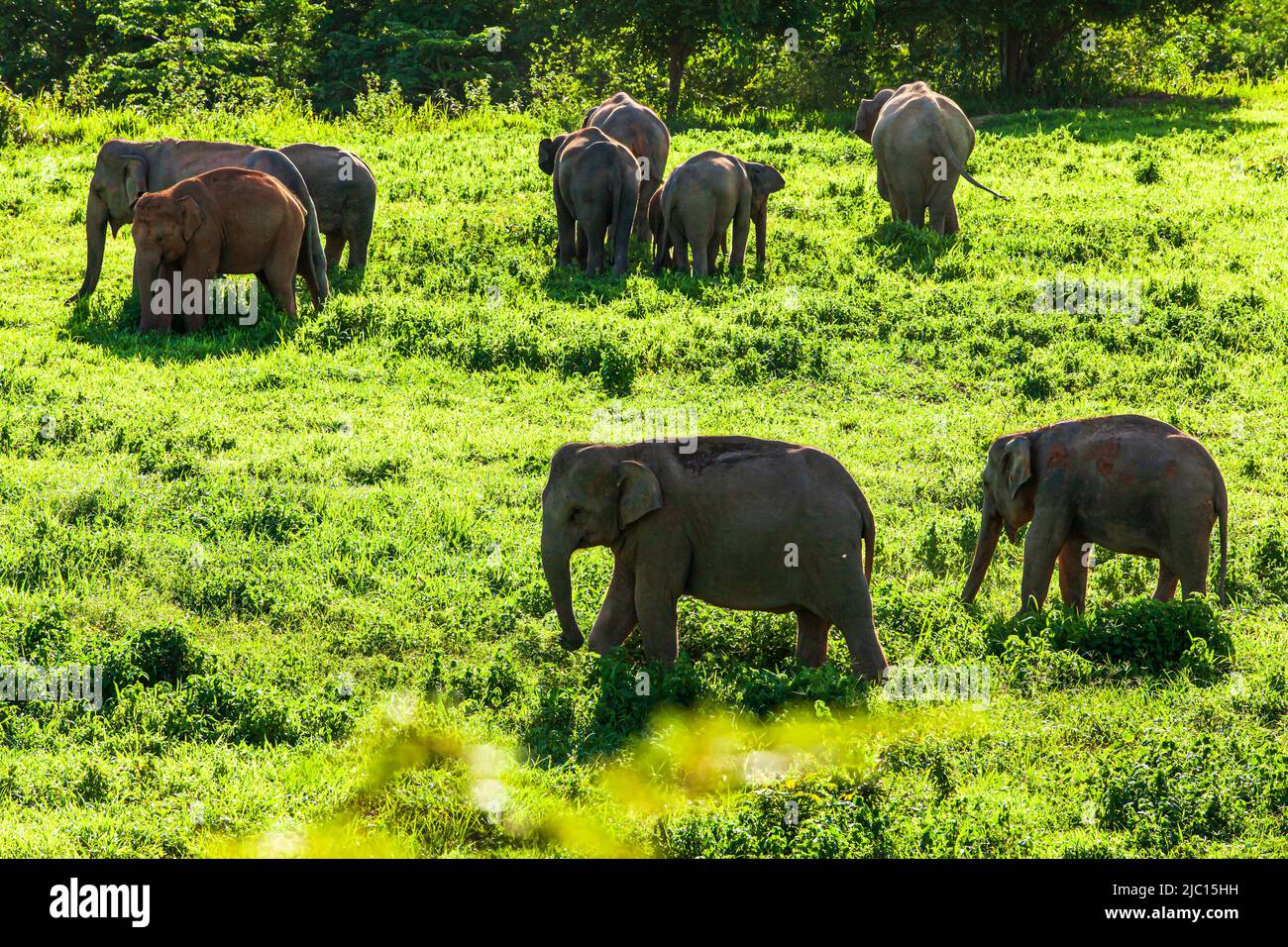 High angle view of a herd of Asian elephants grazing on the green grassland on a rainy morning. Kui Buri National Park, Thailand. Stock Photo