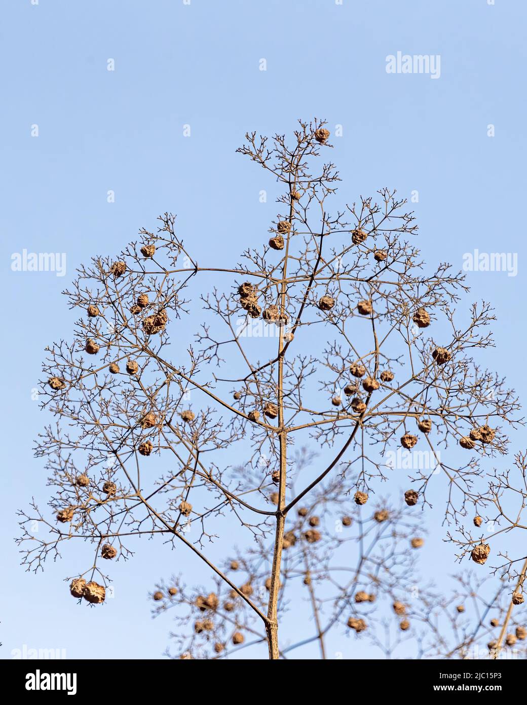 A dry tree with dry fruit against blue sky Stock Photo