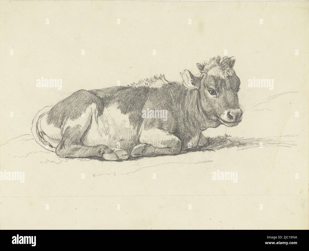 Lying calf, to the right, draughtsman: Hendrik Voogd, 1788 - 1839, paper, h 226 mm × w 304 mm Stock Photo