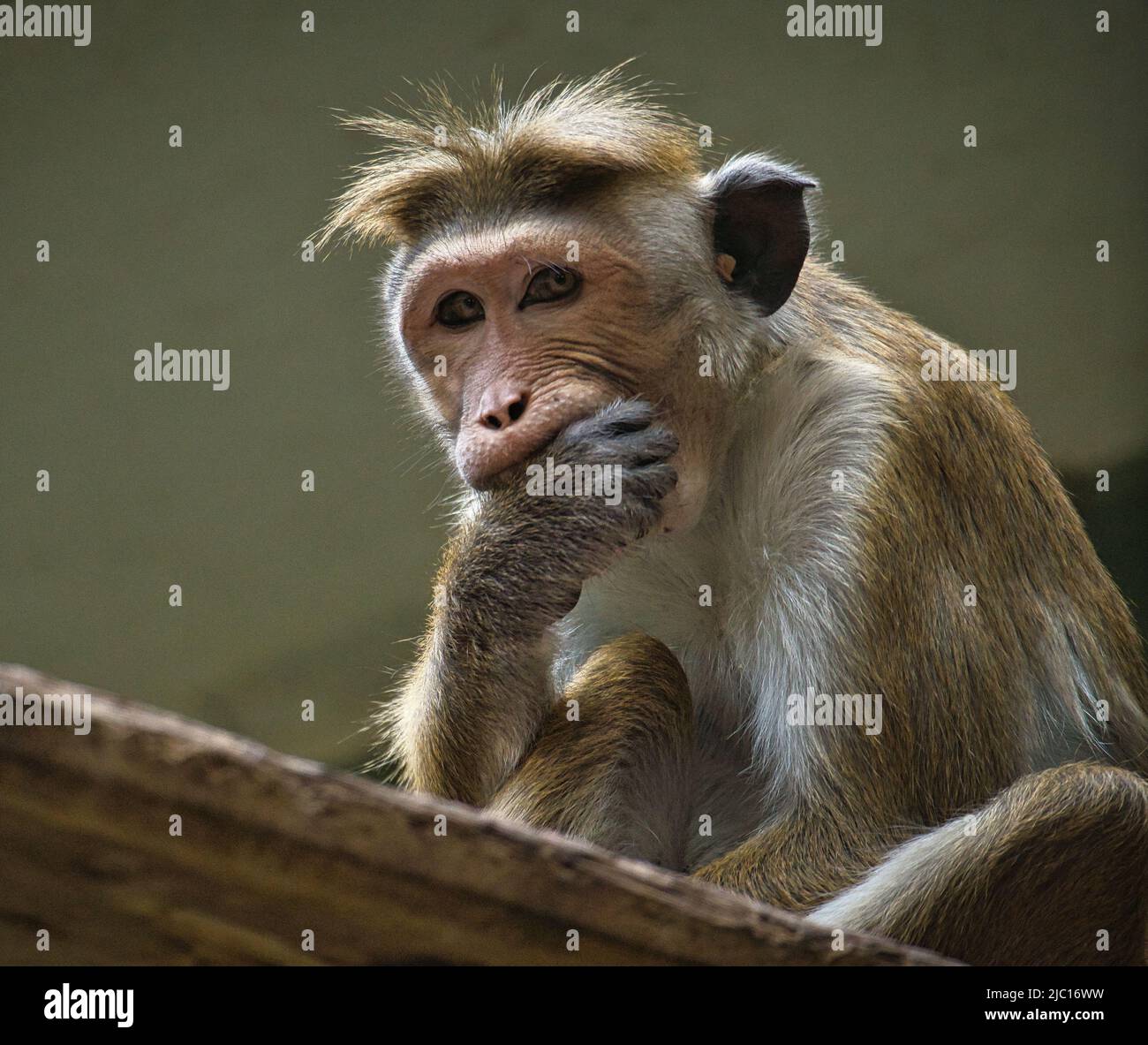 Rhesus monkey sitting on a branch and nibbling his hand. animal photo of a mammal Stock Photo
