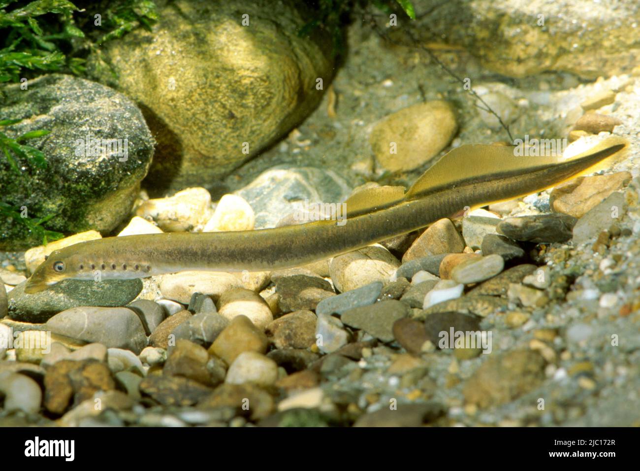 Brook lamprey, European brook lamprey (Lampetra planeri), on pebble, Germany, Bavaria Stock Photo