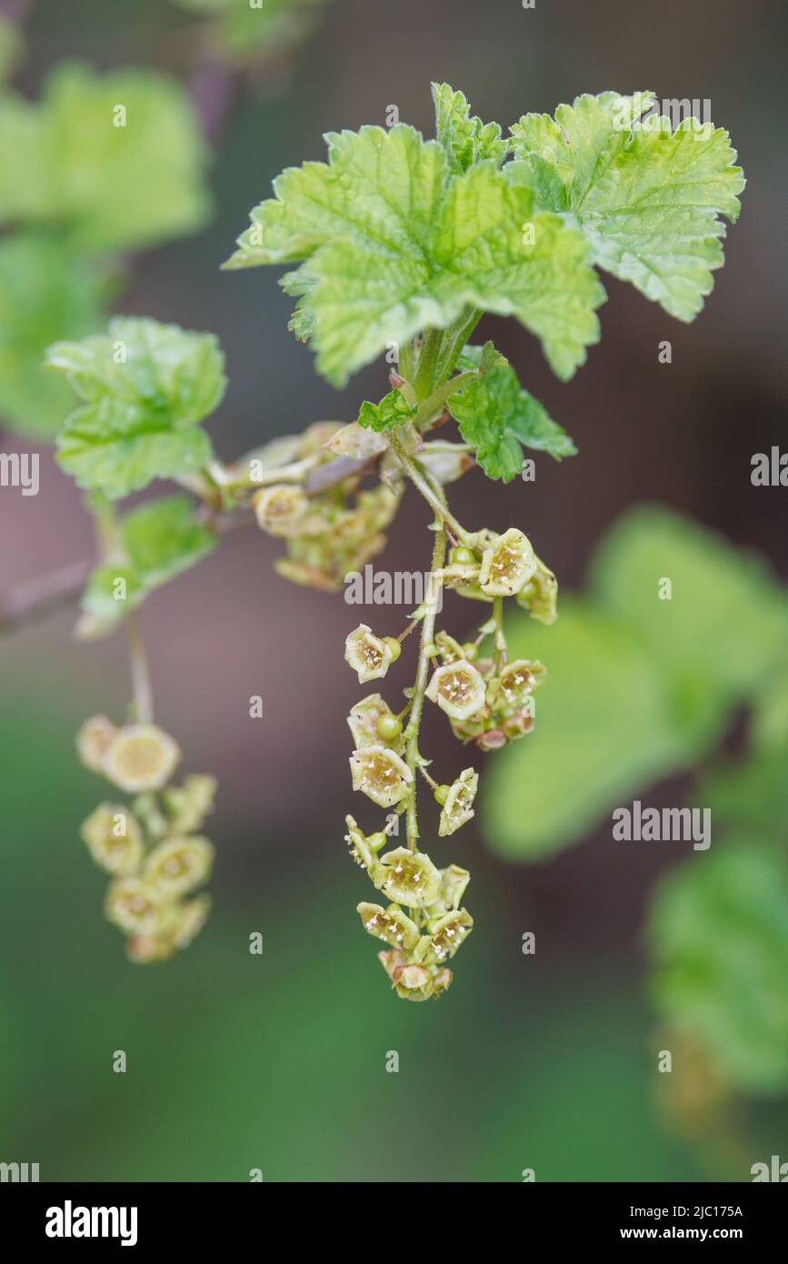 northern red currant (Ribes rubrum), inflorescence, Germany Stock Photo