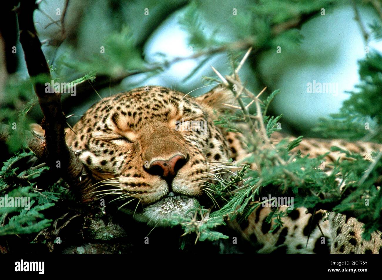 leopard (Panthera pardus), female sleeping on a tree, Kenya, Kenya, Masai Mara National Park Stock Photo