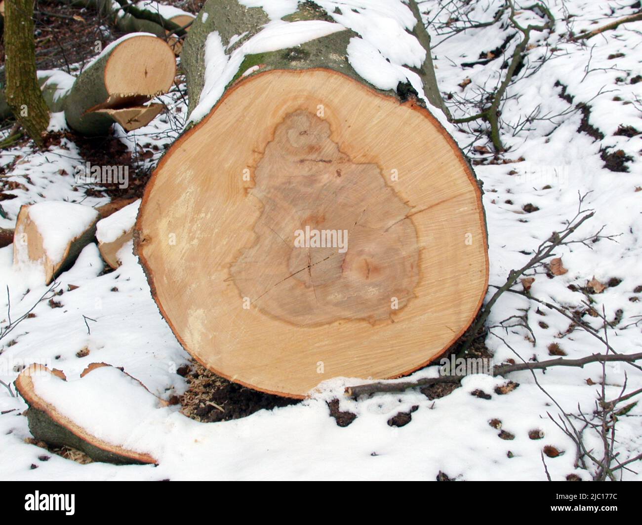 common beech (Fagus sylvatica), wood, cut down trunk in winter, Germany Stock Photo