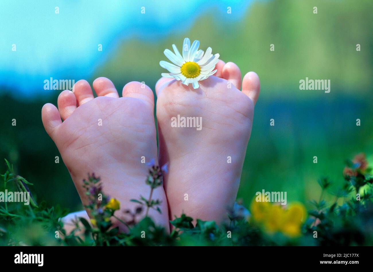 oxeye daisy, ox-eye daisy, white-weed, white daisy, dog daisy, marguerite (Chrysanthemum leucanthemum, Leucanthemum vulgare), baby feet with daisy Stock Photo