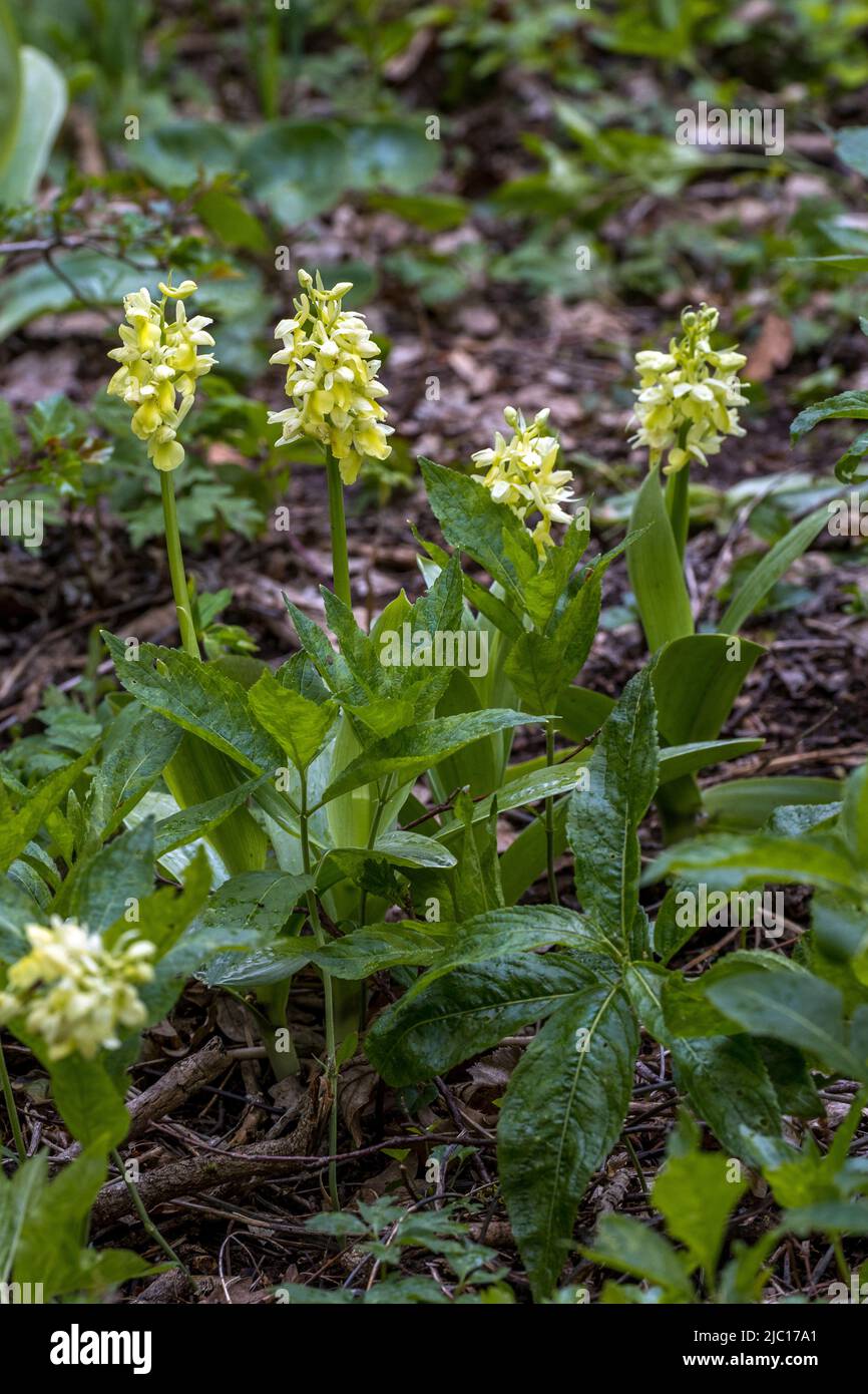 pale-flowered orchid (Orchis pallens), blooming group, Germany, Baden-Wuerttemberg, Swabian Alb Stock Photo