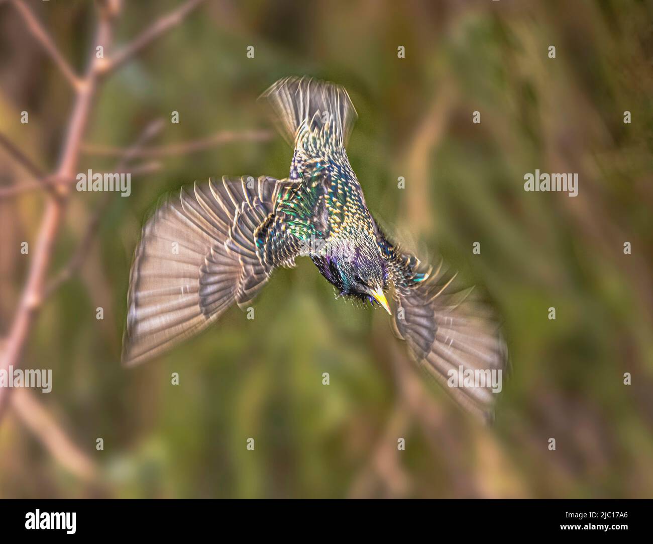 common starling (Sturnus vulgaris), territory defence, nose diving, Germany, Bavaria Stock Photo