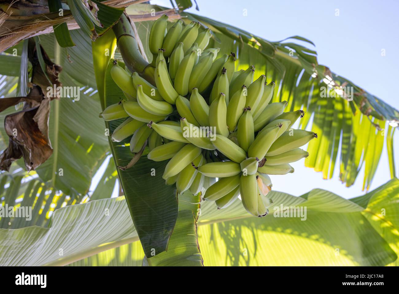 banana (Musa paradisiaca, Musa x paradisiaca), infructescence on the banana plant, USA, Hawaii, Maui Stock Photo