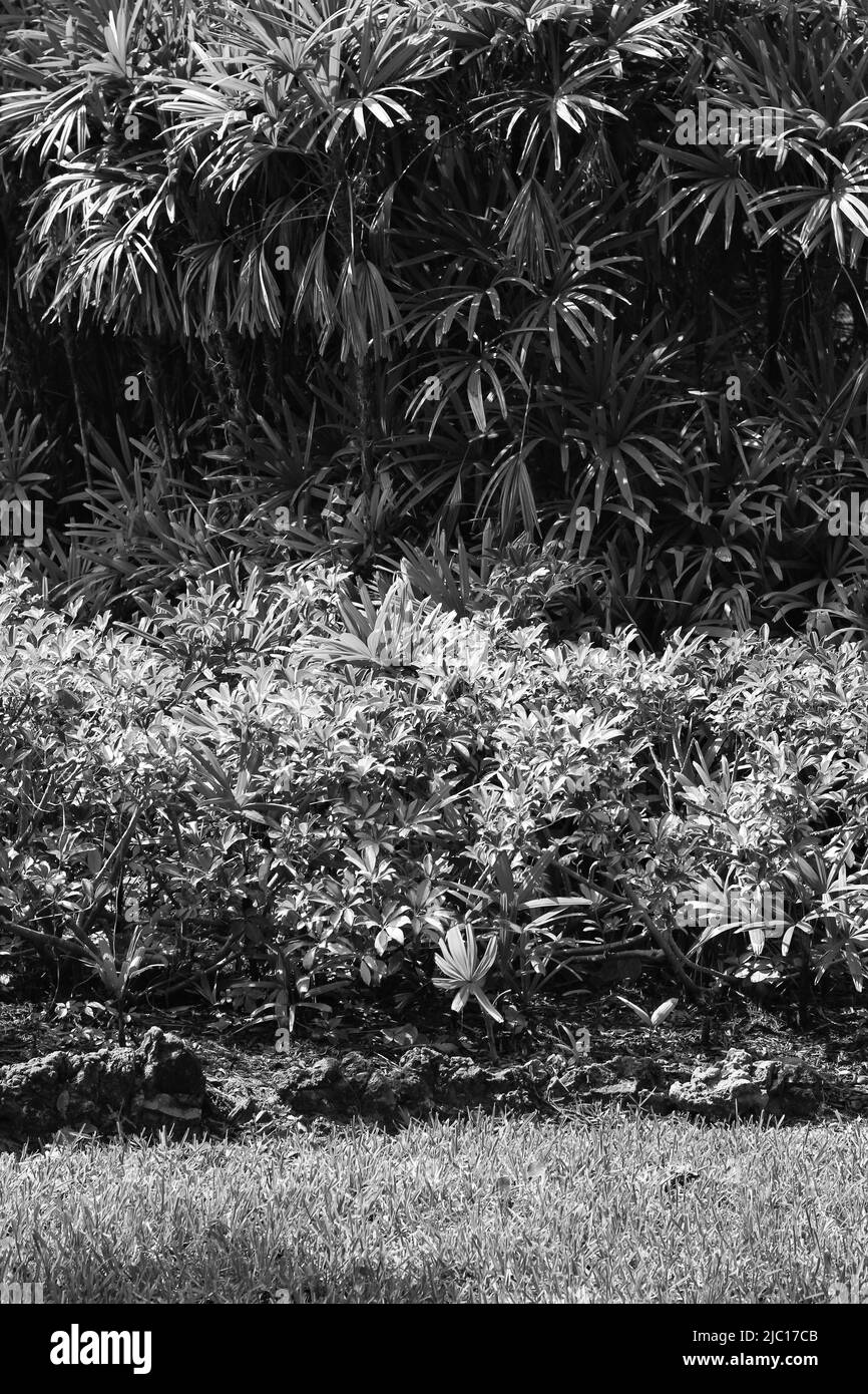 Lush tropical plants growing in the hot jungle in black and white Stock ...