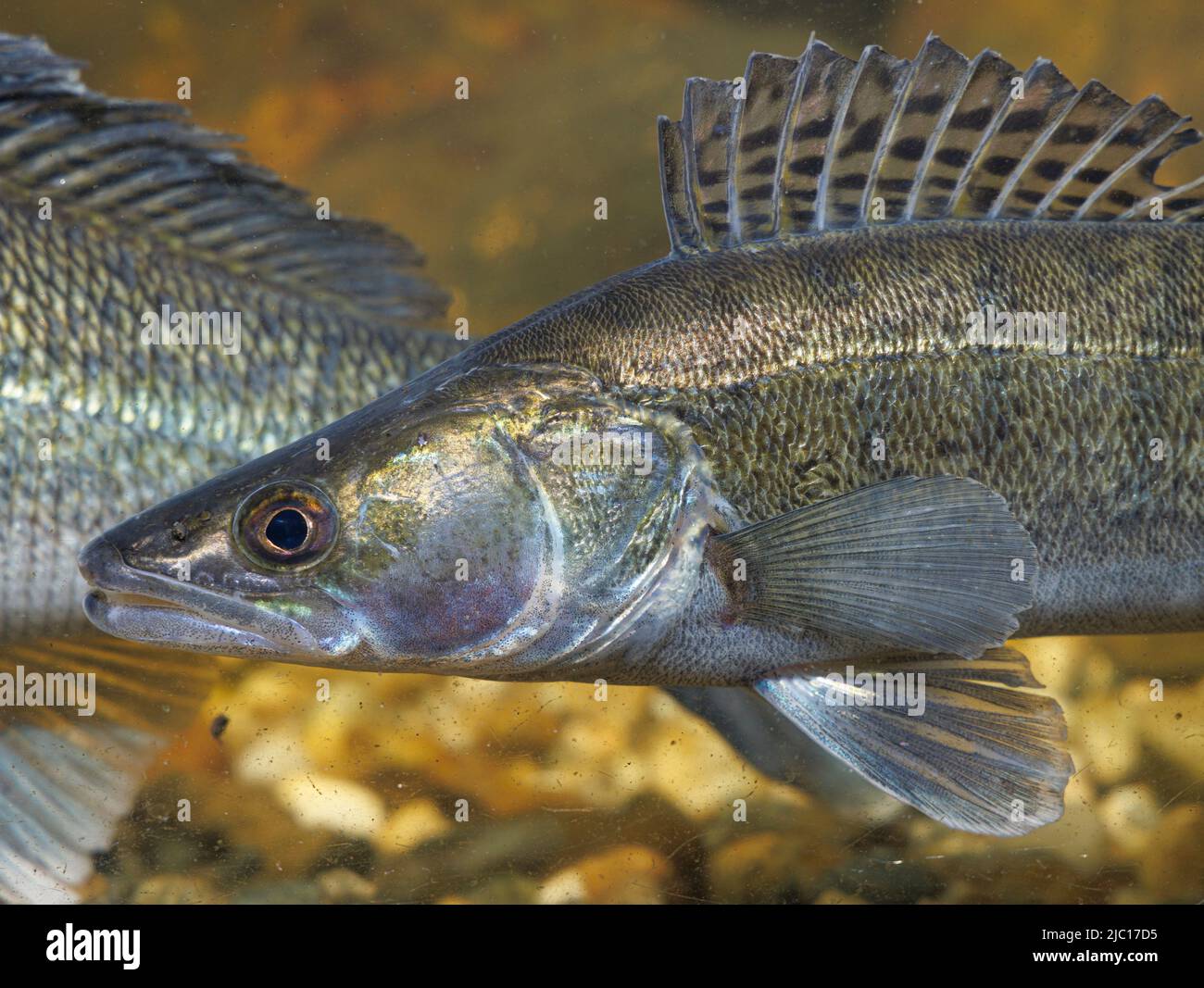 pike-perch, zander (Stizostedion lucioperca, Sander lucioperca), male, portrait, Germany Stock Photo