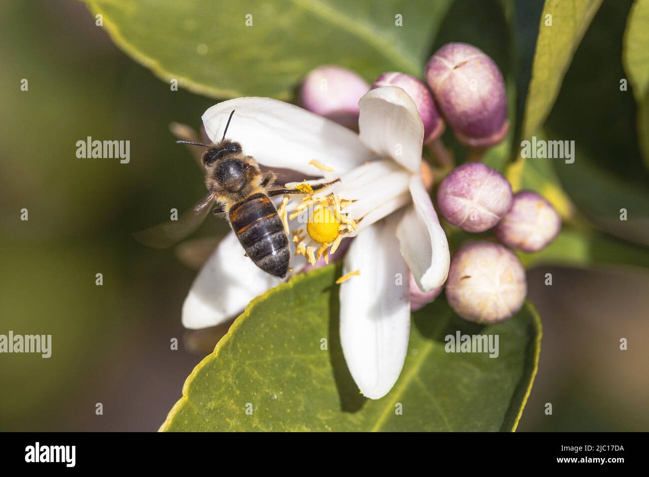 lemon (Citrus limon), flower with honey bee, pollinator, USA, Arizona, Scottsdale Stock Photo