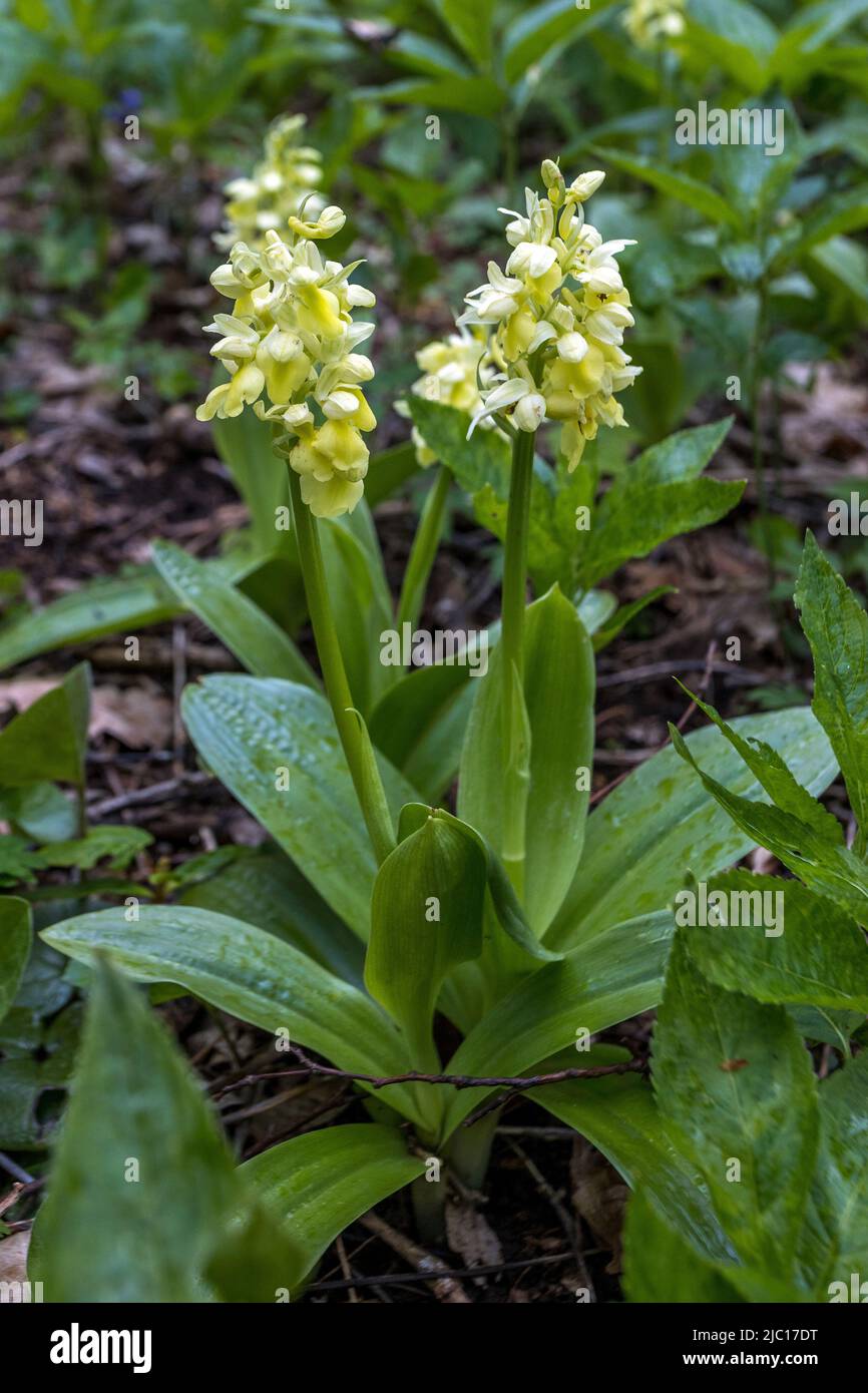 pale-flowered orchid (Orchis pallens), two blooming individuals, Germany, Baden-Wuerttemberg, Swabian Alb Stock Photo