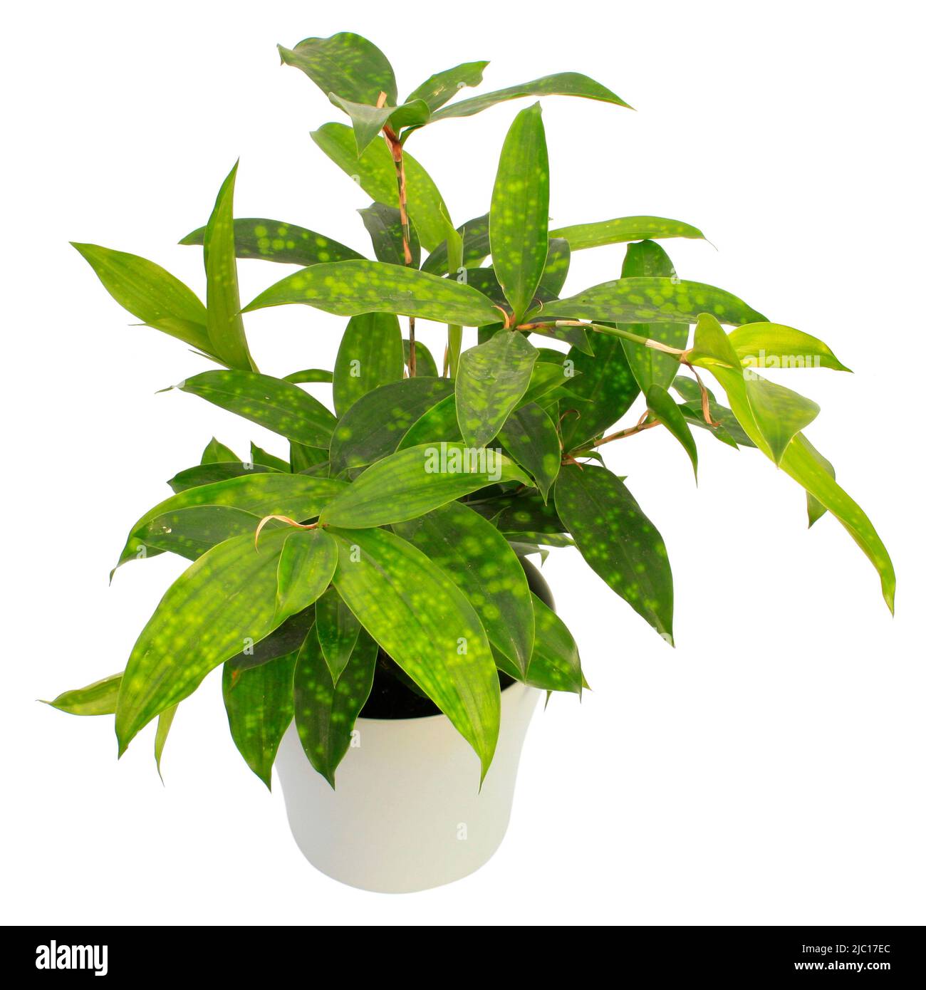 Dold Dust Dracaena (Dracaena surculosa), plant in a white pot, cutout Stock Photo