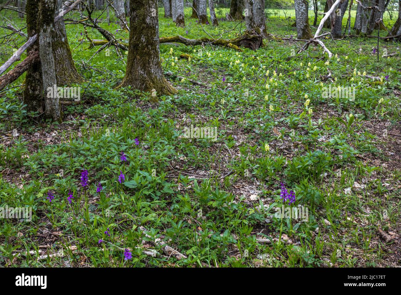 pale-flowered orchid (Orchis pallens), blooming population, Germany, Baden-Wuerttemberg, Swabian Alb Stock Photo
