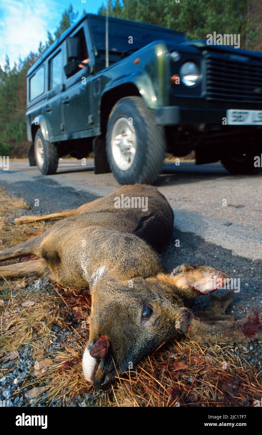 roe deer (Capreolus capreolus), roadklill, buck lying dead at the side of road, United Kingdom, Scotland, Highlands, Strathspey Stock Photo