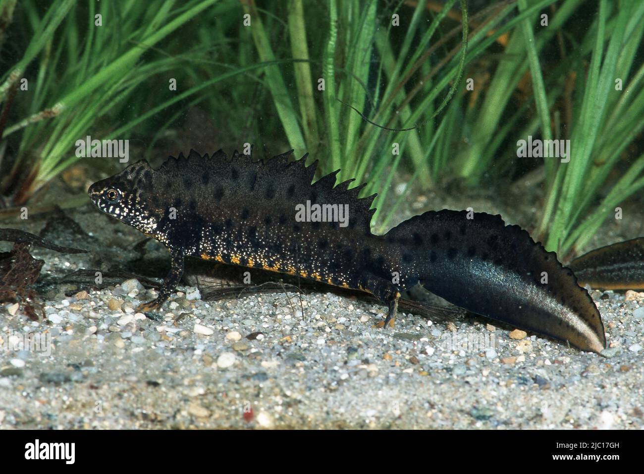 warty newt, crested newt, European crested newt (Triturus cristatus), male, Germany Stock Photo