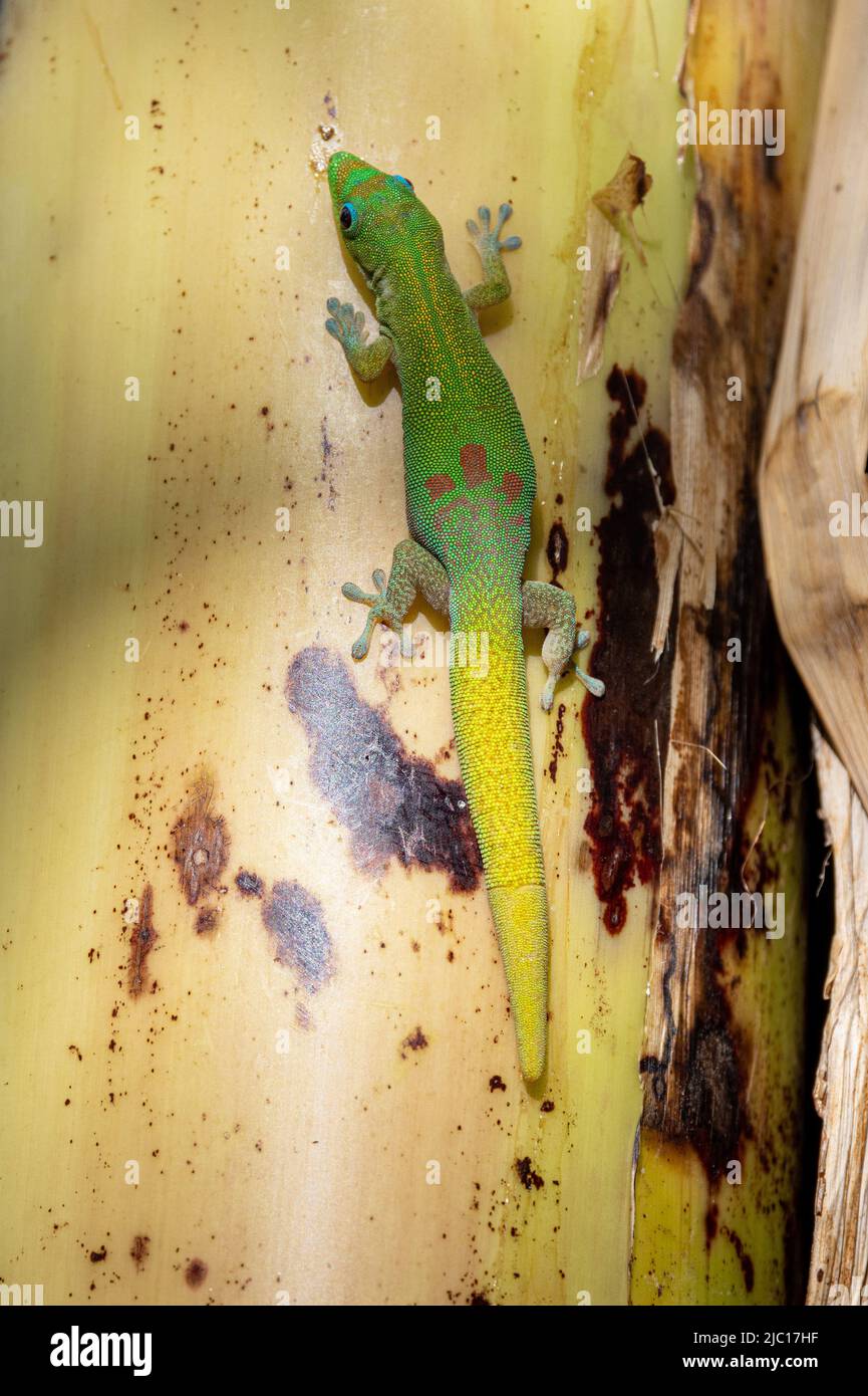 Gold dust day gecko (Phelsuma laticauda), male on a palm trunk, USA, Hawaii, Maui Stock Photo