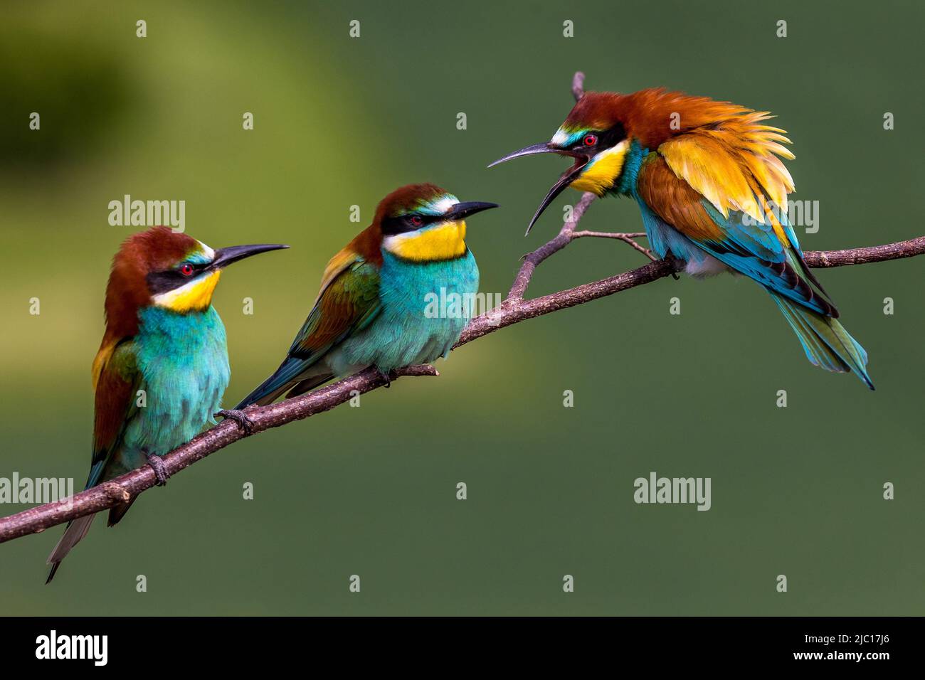 European bee eater (Merops apiaster), three bee eaters perched on a branch and compete, Germany, Baden-Wuerttemberg Stock Photo