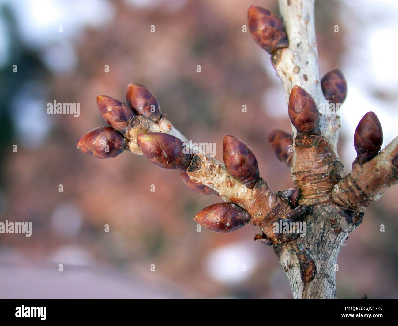 Wild cherry, Sweet cherry, gean, mazzard (Prunus avium), buds, Germany Stock Photo