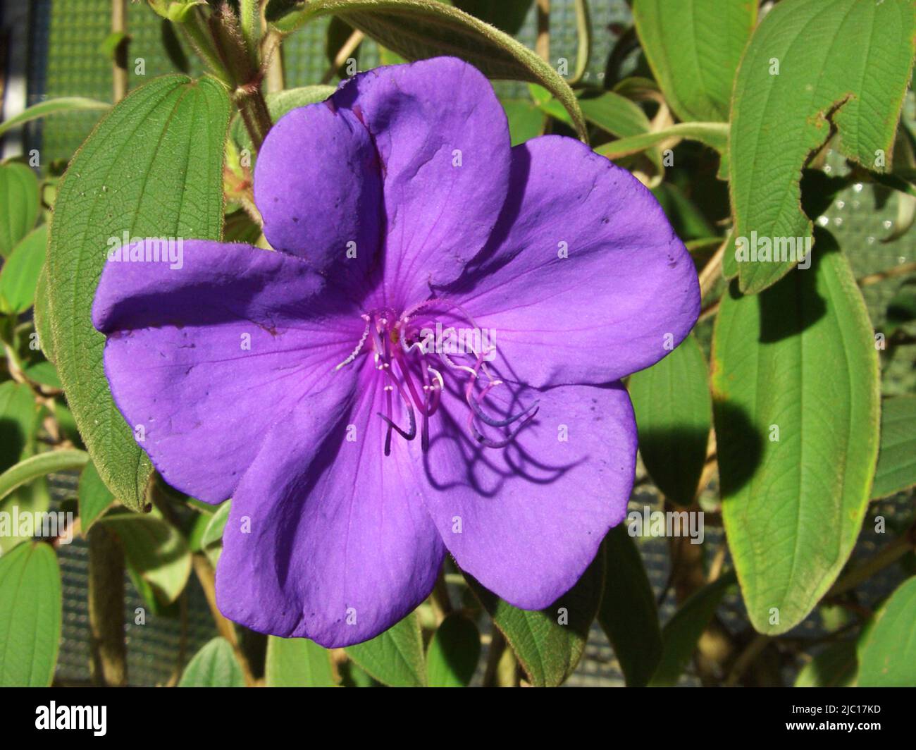 princess flower, glory bush (Tibouchina urvilleana), flower Stock Photo