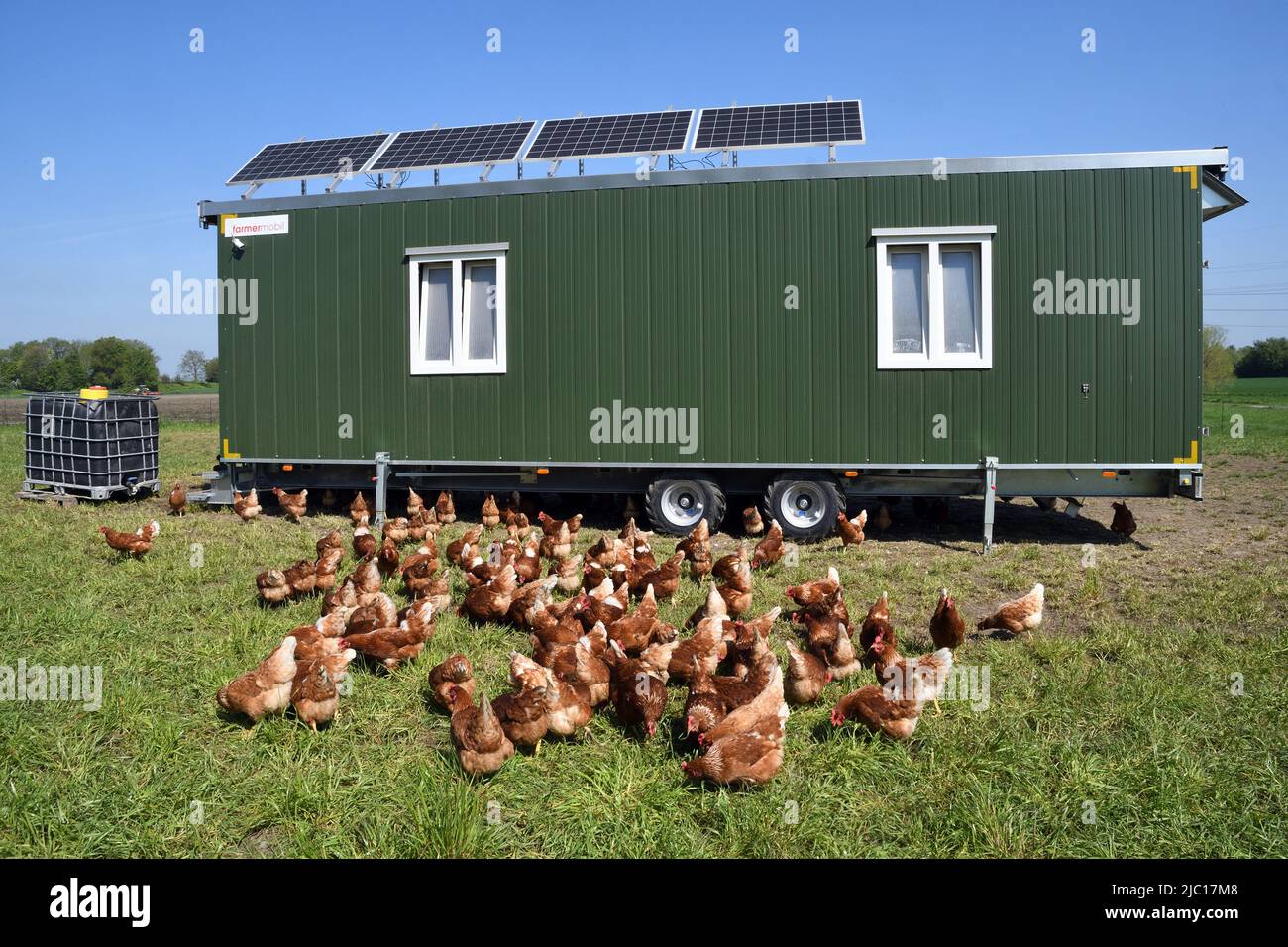 domestic fowl (Gallus gallus f. domestica), mobile chicken coop