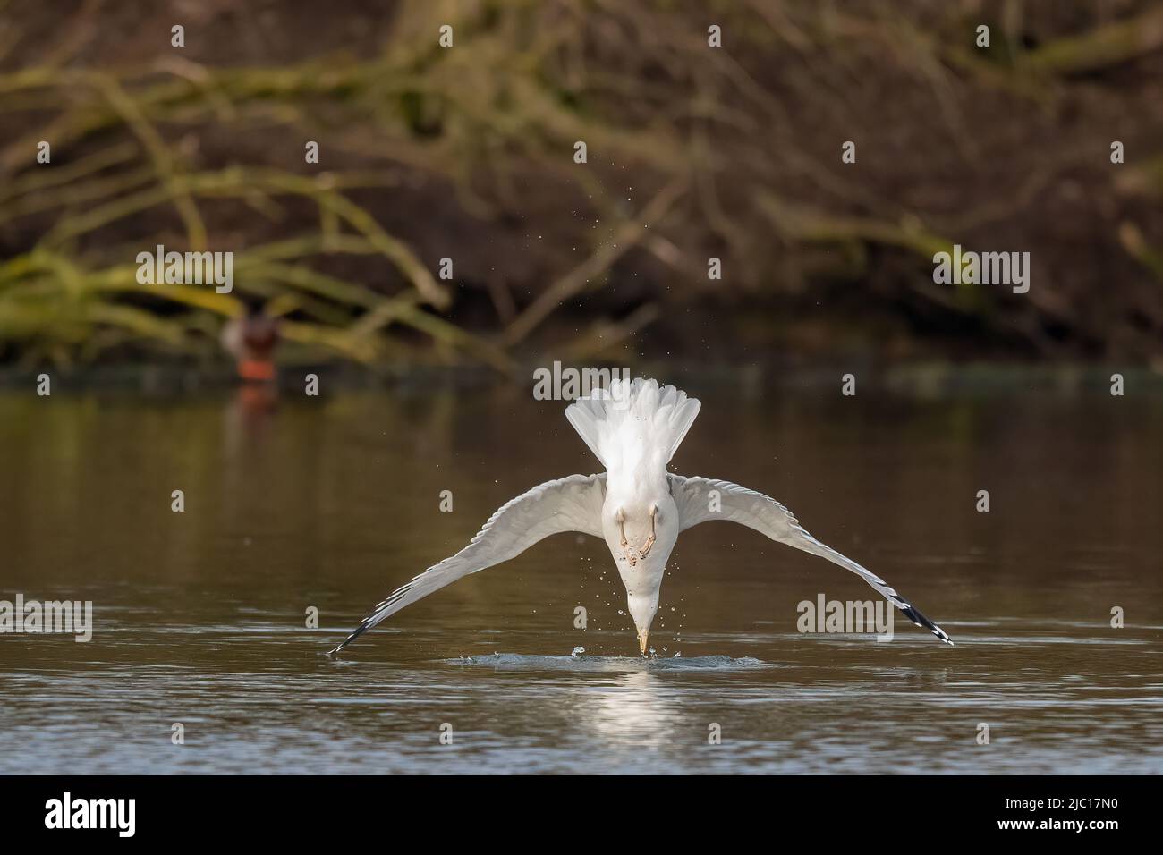 herring gull (Larus argentatus), nose diving for a fish, Germany Stock