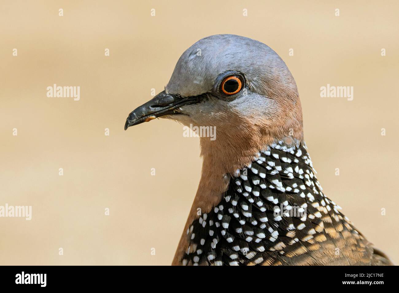 Spotted-necked dove, Spotted dove (Spilopelia chinensis, Streptopelia chinensis), portrait, USA, Hawaii, Maui Stock Photo