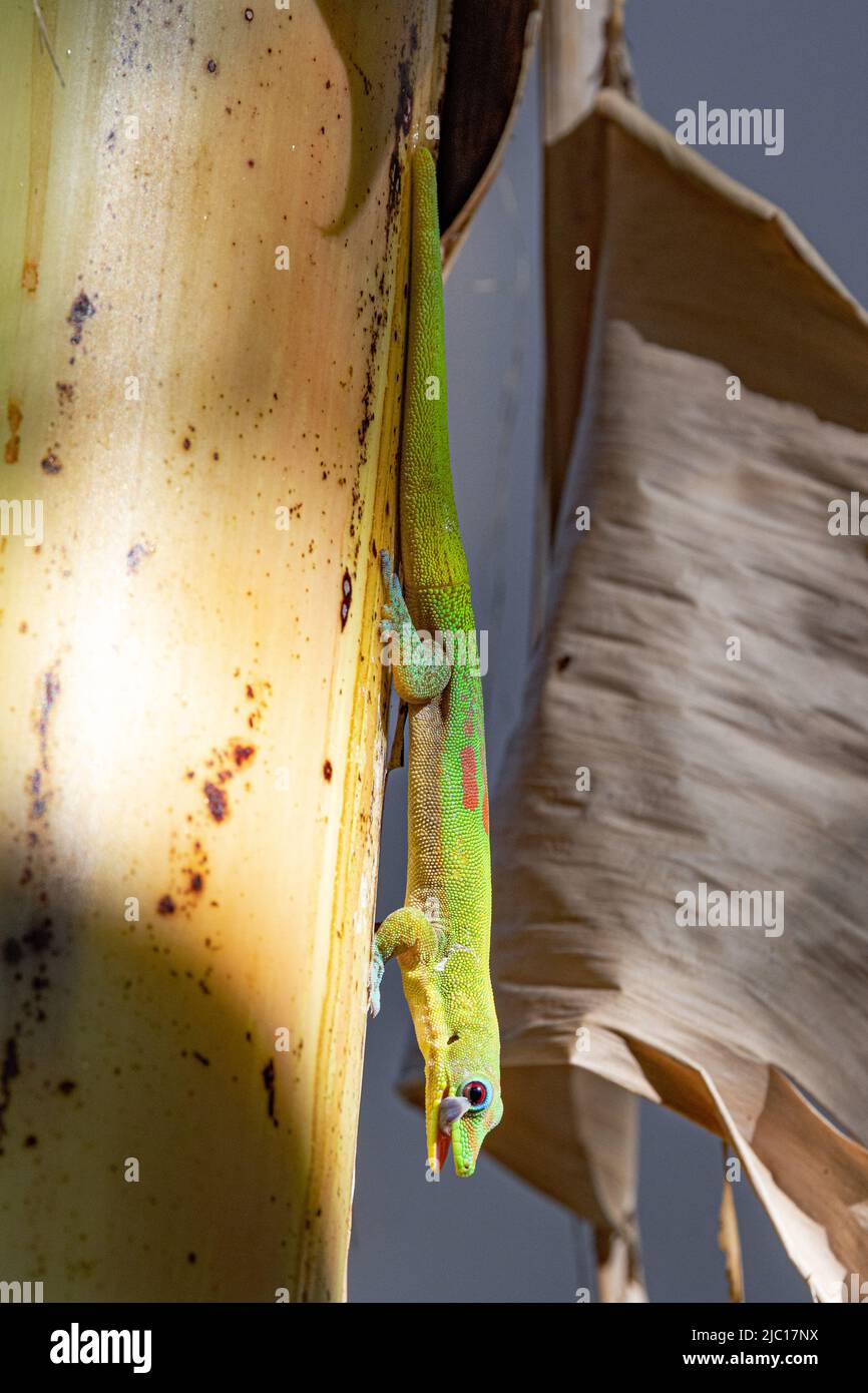 Gold dust day gecko (Phelsuma laticauda), male climbs on a banana plant licking its eye, USA, Hawaii, Maui Stock Photo