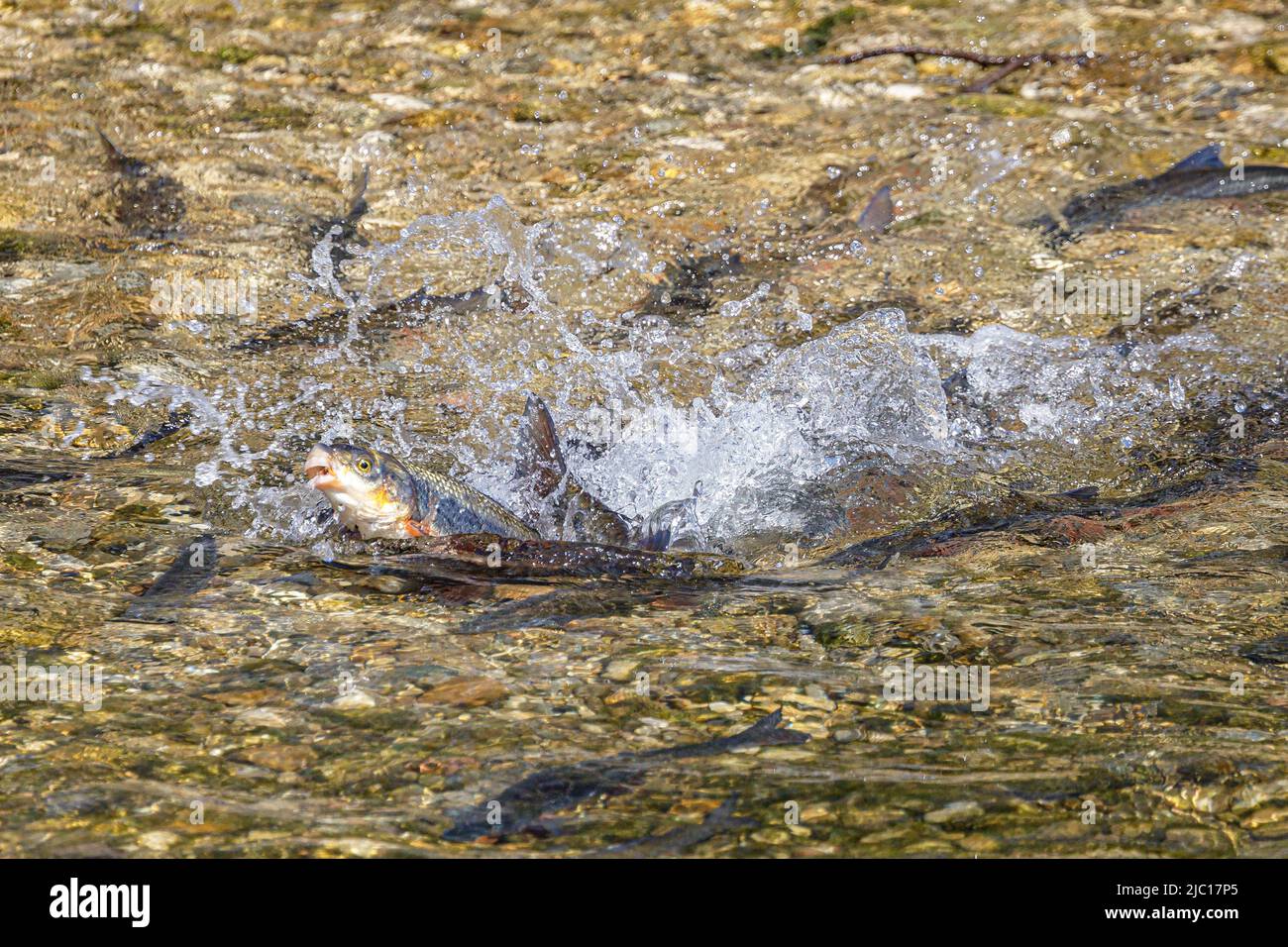 nase (Chondrostoma nasus), spawning, dolphin jump of the female after laying eggs, Germany, Bavaria, Mangfall Stock Photo