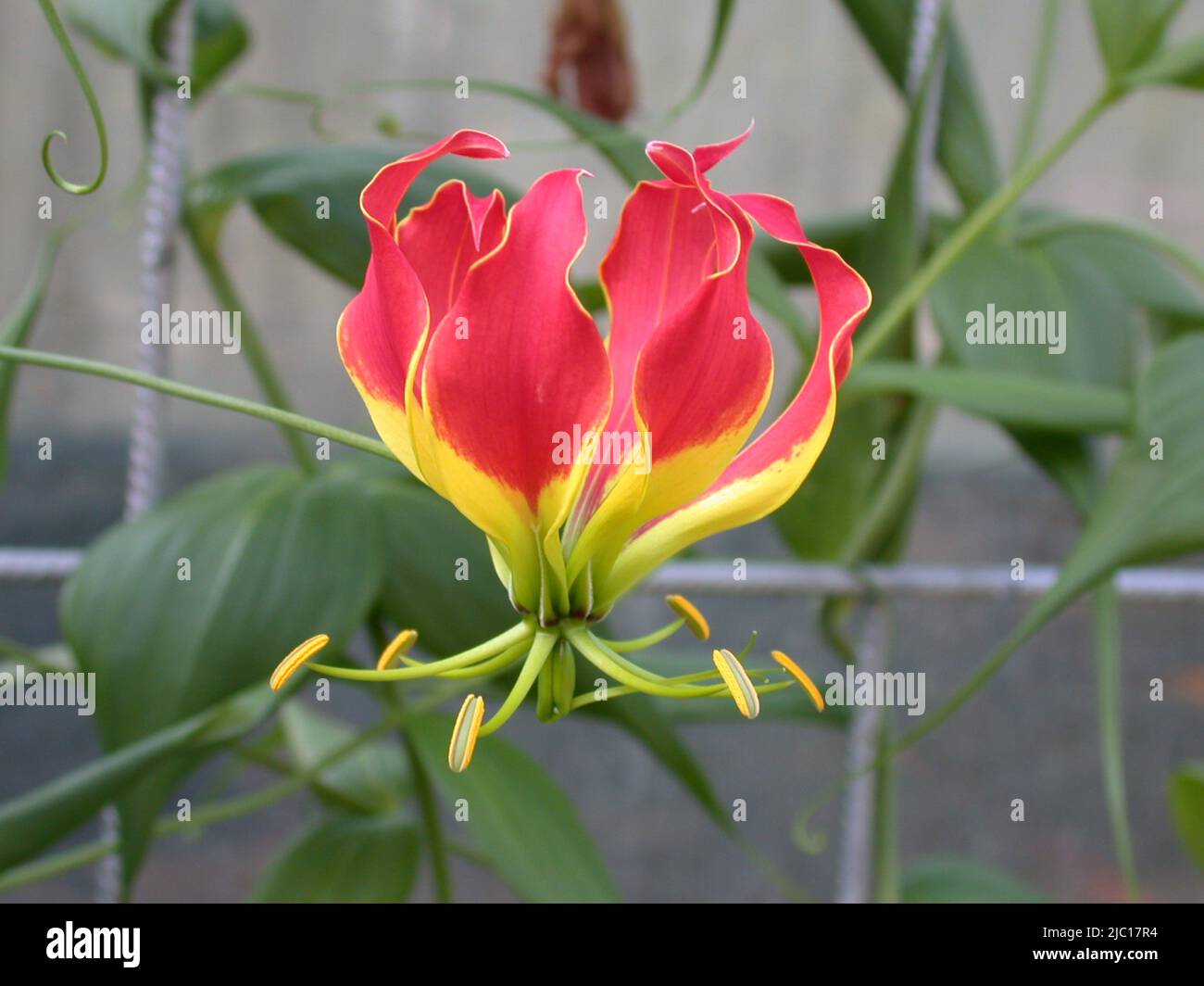 glory lily (Gloriosa superba 'Rothschildiana', Gloriosa superba Rothschildiana), flower Stock Photo