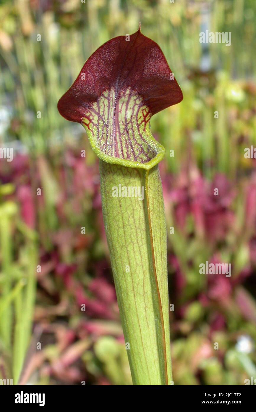Sweet pitcher plant, Yellow trumpets (Sarracenia alata), trap leaf, the cap serves as optical attraction Stock Photo