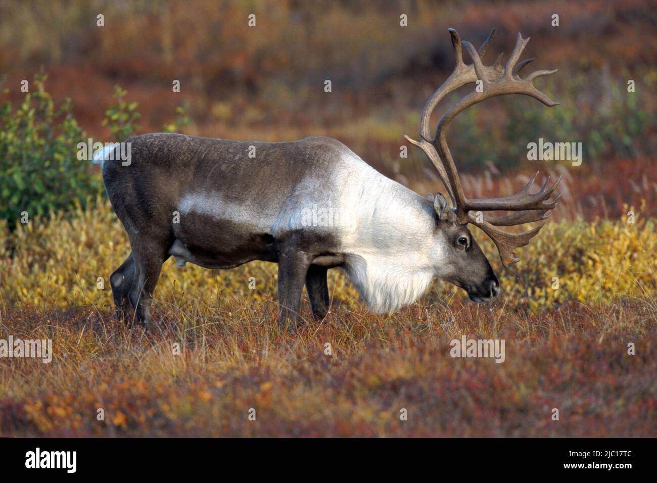 barren ground carribu, reindeer (Rangifer tarandus caribou), grasing, USA, Alaska Stock Photo