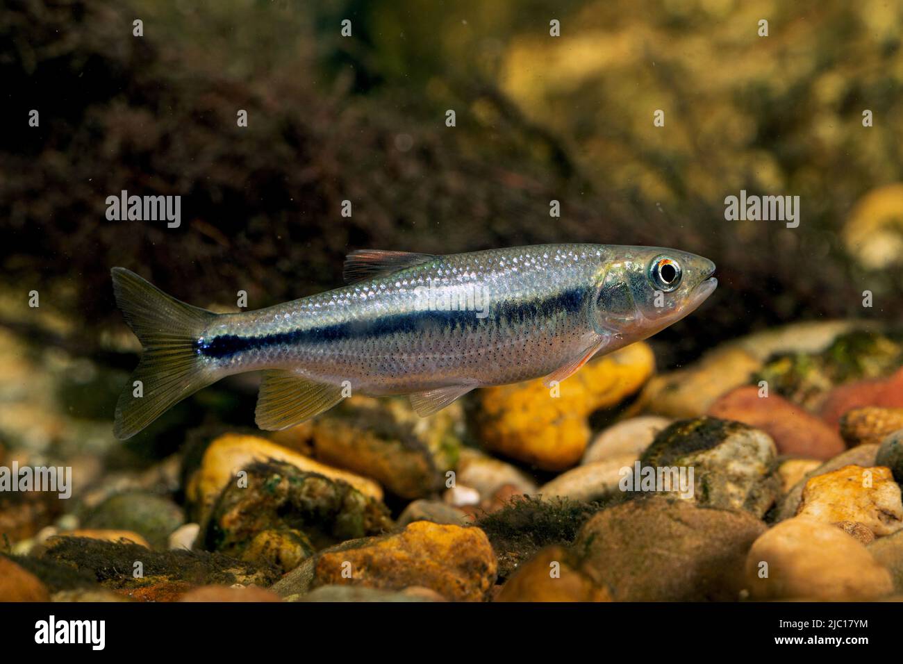 Dark chup (cf. Nipponocypris sieboldii), swimming, 10 cm Stock Photo