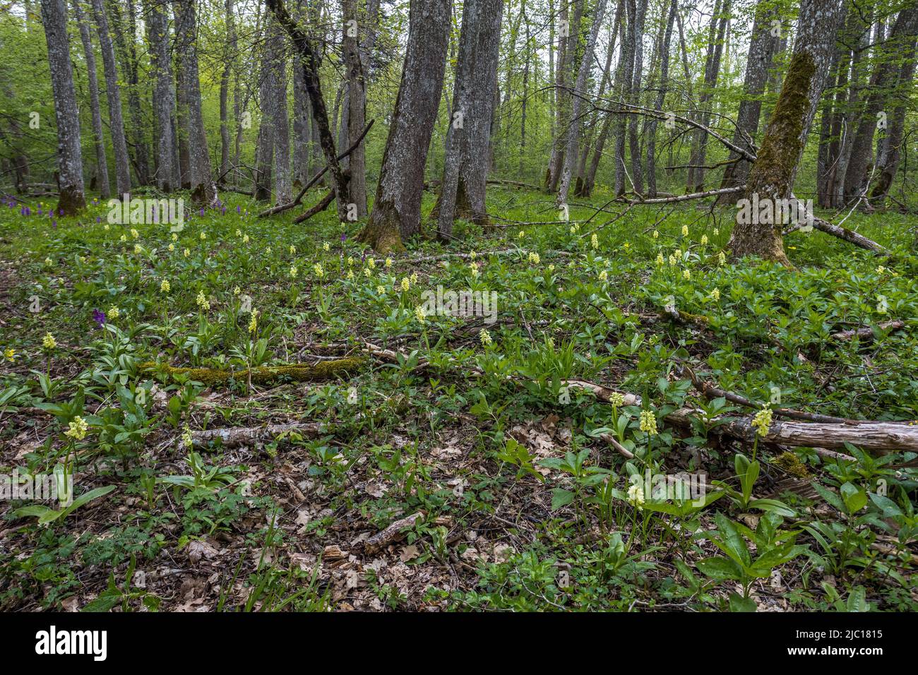 pale-flowered orchid (Orchis pallens), blooming population, Germany, Baden-Wuerttemberg, Swabian Alb Stock Photo