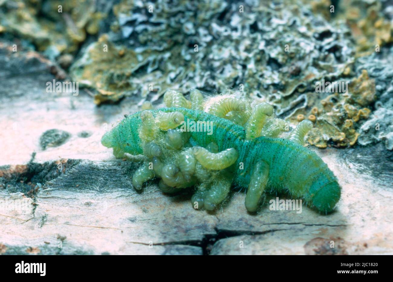braconids, braconid wasps (Braconidae), larvae eating caterpillar, Germany Stock Photo