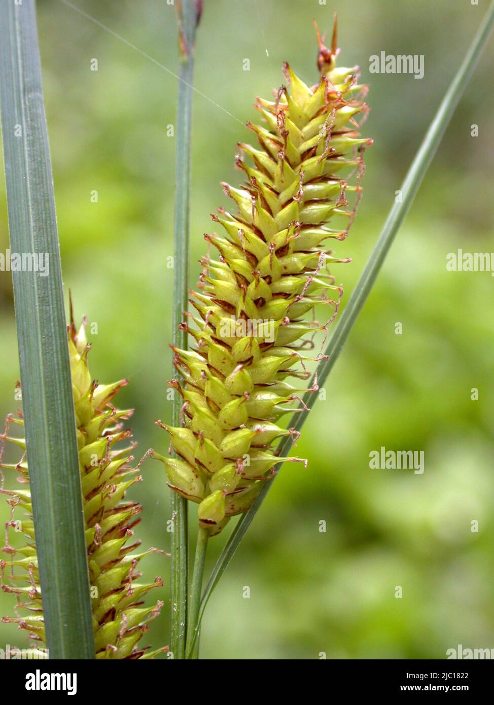 beaked sedge, bottle sedge (Carex rostrata), infructescence, Germany Stock Photo