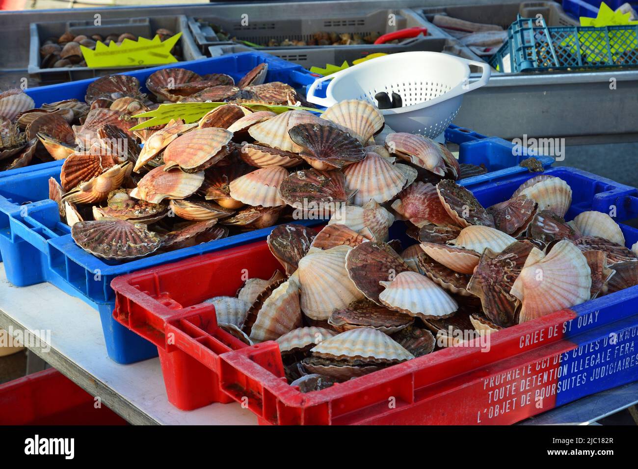 Great scallop, Common scallop, Coquille St. Jacques (Pecten maximus), boxes of scallops at a