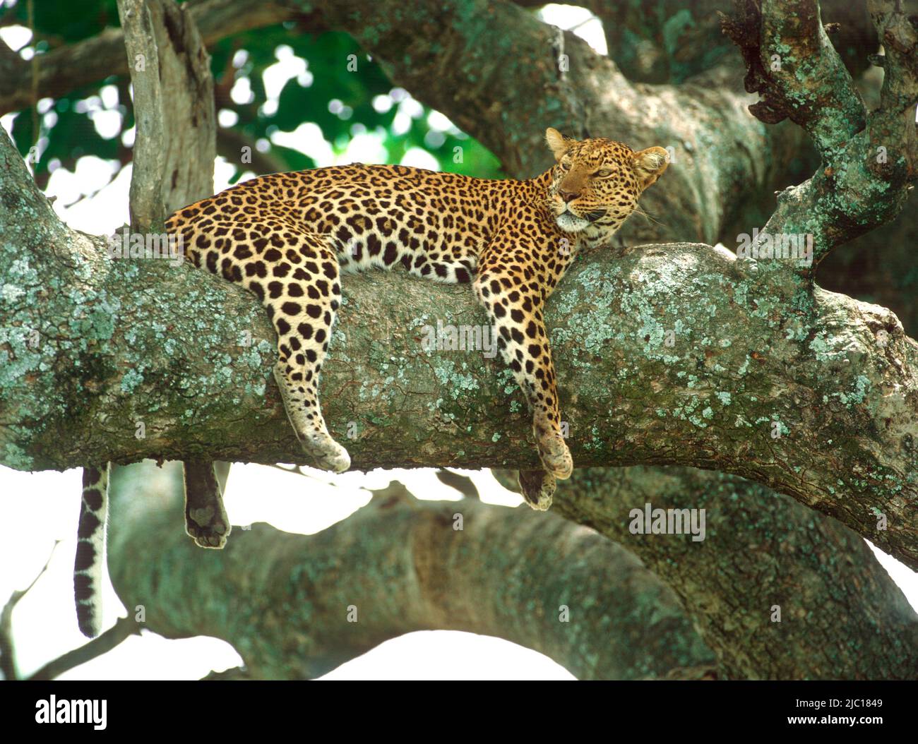 leopard (Panthera pardus), animal resting on a tree, Kenya, Kenya, Masai Mara National Park Stock Photo