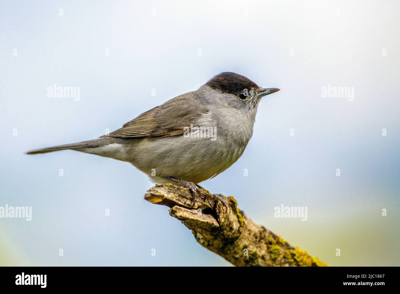 blackcap (Sylvia atricapilla), male perching on a broken branch, side view, Germany, Baden-Wuerttemberg Stock Photo