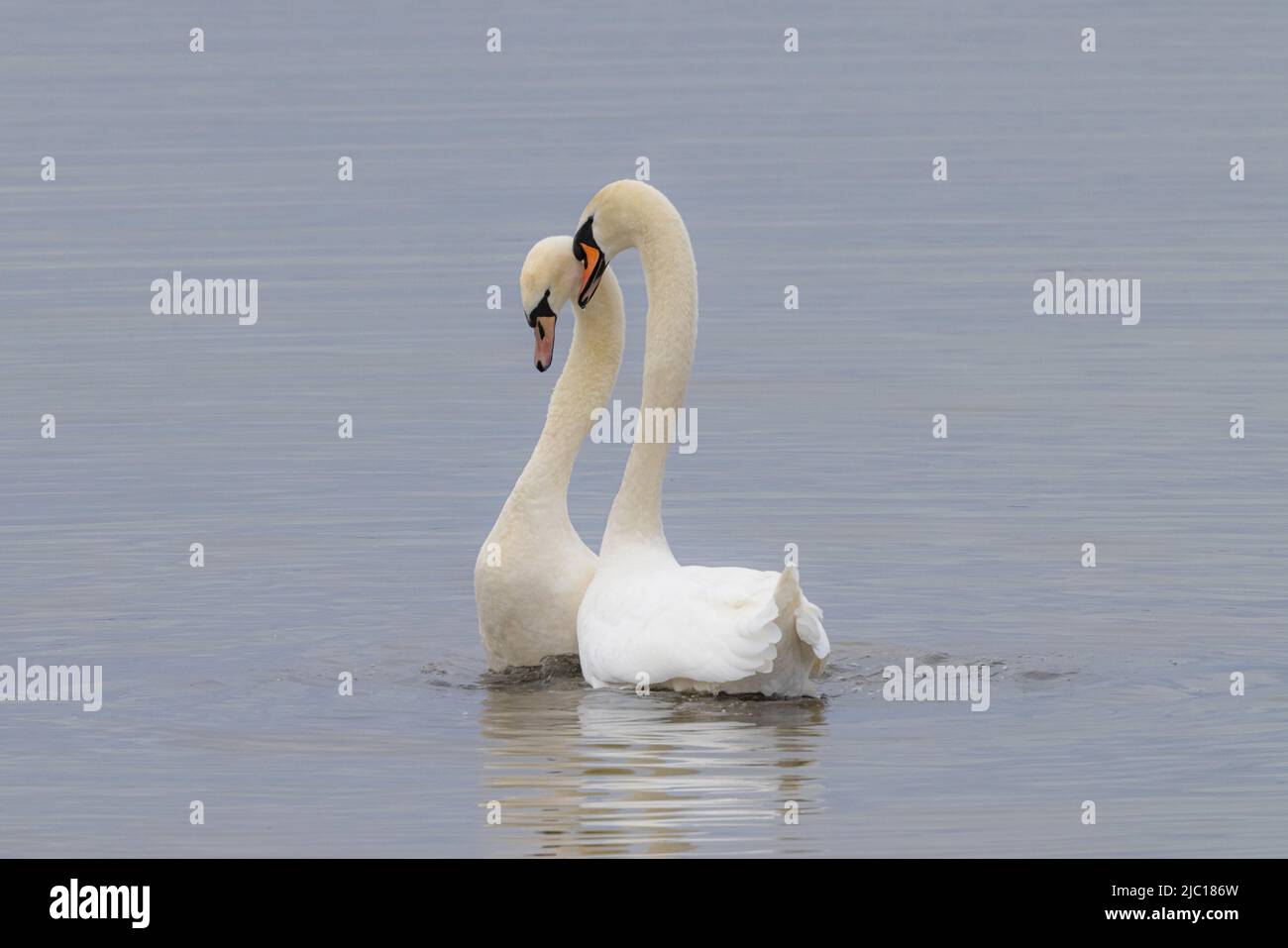 mute swan (Cygnus olor), after mating, Germany, Bavaria Stock Photo