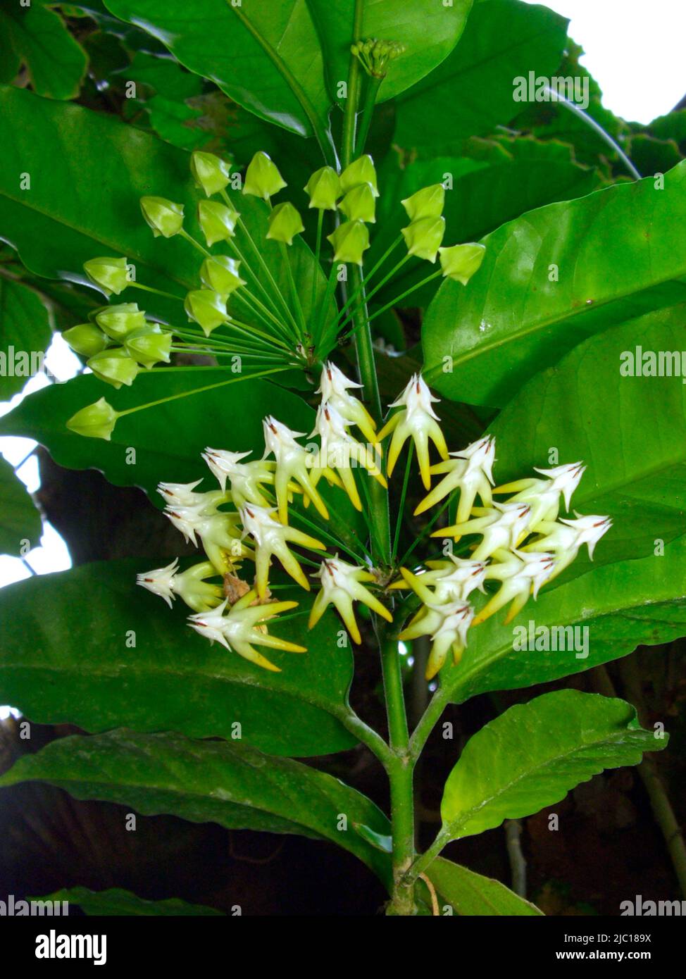 Many-flowered Wax Plant, Many-flowered Wax Flower, Shooting Star Hoya (Hoya multiflora, Centrostemma multiflorum), flowers Stock Photo